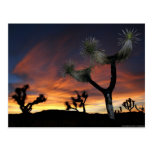 Desert Valley Sunset Post Cards