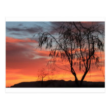 Desert Willow Sunrise Post Cards