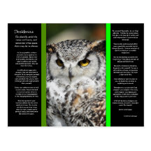 DESIDERATA Great Horn Owl Postcard 1