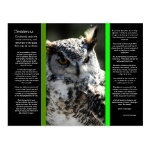 DESIDERATA Great Horn Owl Postcard 2