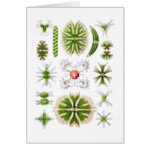 Desmids Card