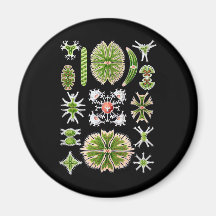 Desmids Refrigerator Magnet