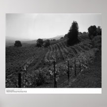 Detail, Draper Vineyards near St. Helena, 1966 Poster