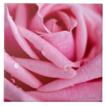 Detail of a Rose Tiles
