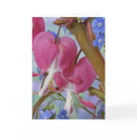 Detail of bleeding hearts and Brunnera Jack Card