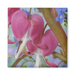 Detail of bleeding hearts and Brunnera Jack Magnet