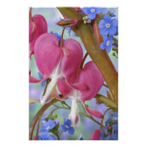 Detail of bleeding hearts and Brunnera Jack