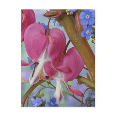 Detail of bleeding hearts and Brunnera Jack Post Cards by danitadelimont