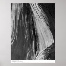 Detail of Bristlecone Pine Wood, 1964 Print