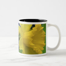 Detail of daffodil and hyacinth flowers. Credit Mugs