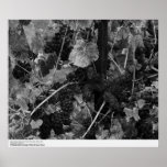 Detail of Grapes, Draper Vineyard, Napa, 1966 Poster
