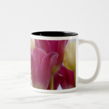Detail of tulips. Credit as: Don Paulson / Mugs