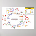 Detailed Diagram of the Citric Acid Cycle Poster