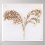 Detailed Drawing of  Long Stemmed Plant, Da Vinci Posters