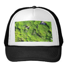 Detailed Photo Of Green Moss Hats