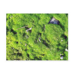 Detailed Photo Of Green Moss Postcards