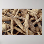 Detailed shot of northern Wisconsin ginseng root Poster