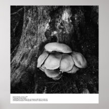Details of Fungus, January 1963 by Ansel Adams Poster