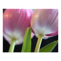 Deux belles tulipes roses impressions photographiques