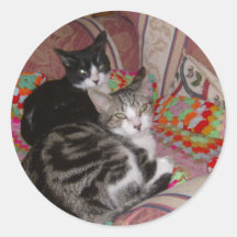 Deux chats sur le coussin adhésif