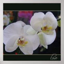 Deux fleurs blanches sensibles d'orchidée affiches