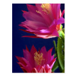 Deux fleurs de cactus d'orchidée cartes postales