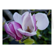 "Deux magnolias, s'ouvrent et ferment " Cartes De Vœux