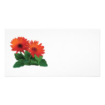 Deux marguerites oranges de Gerbera Photocartes