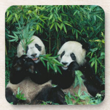Deux pandas mangeant le bambou ensemble, Wolong, 2 Sous-bocks