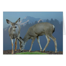 DEUX SHASTA #1 DE CERFS COMMUNS ET DE TA CARTE DE VŒUX