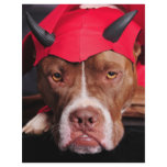 Devil Pit Letterhead Design