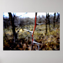 Devils Thorns Print