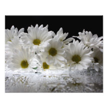 Dew and Daisies Photo