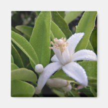 Dew covered white citrus blossom refrigerator magnet