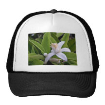 Dew covered white citrus blossom mesh hat