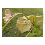 Dew Dop Spider Card (Blank)