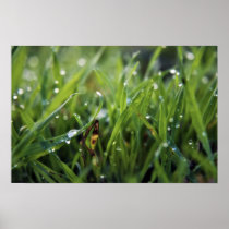 Dew Drop Grass Poster Print posters