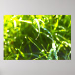Dew Drop Posters