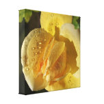 Dew Drop Yellow Rose Canvas Print