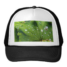Dew Drops On A Leaf Mesh Hats