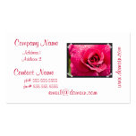 Dew Drops on Rose  Business Cards