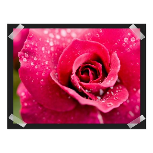 Dew Drops on Rose Postcard
