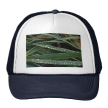 Dew on blades of grass hat