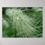 dew on grass posters
