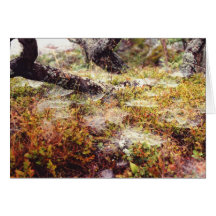 Dew on Spiderwebs Greeting Card