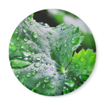 Dew Water Droplets Drops Magnets