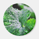 Dew Water Droplets Drops Magnets