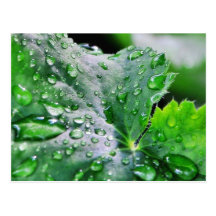 Dew Water Droplets Drops Post Cards