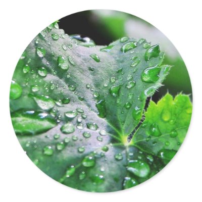 Dew Water Droplets Drops Round Sticker by lifesphere