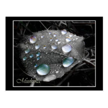 Dewdrop Leaf Post Cards